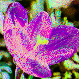 Crocus vernus