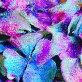Hydrangea