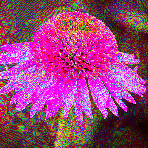 coneflower