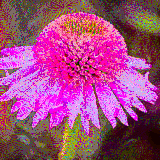 coneflower