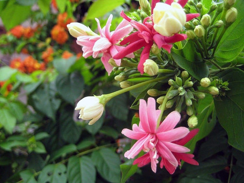madhumalti creeper new double pe.jpg