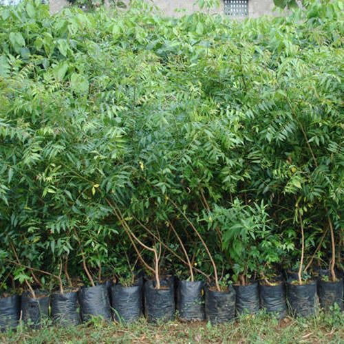 neem plant.jpg