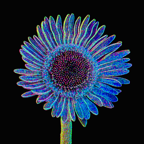 GERBERA.gif