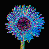GERBERA