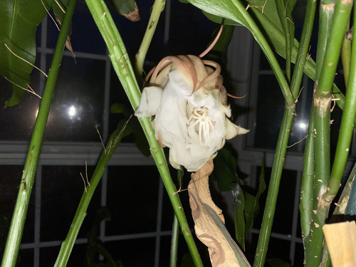 IMG 0981.jpg