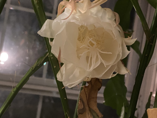 IMG 0984.jpg