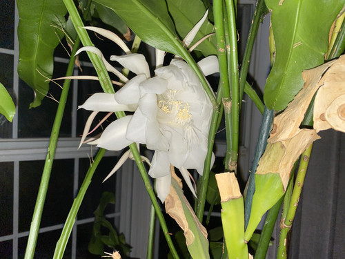 IMG 0987.jpg