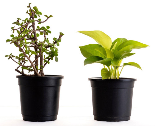 lucky plant combo jade money pla (1).jpg