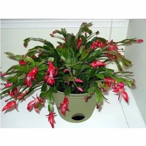 christmas cactus plant 500x500.jpg