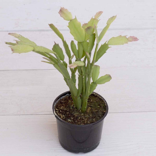 christmas cactus plant (1).jpg
