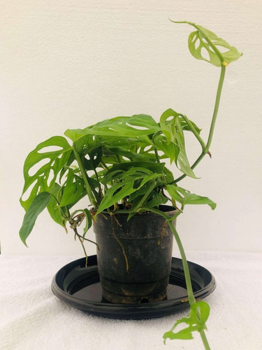 Broken Heart Plant 2 scaled.jpg