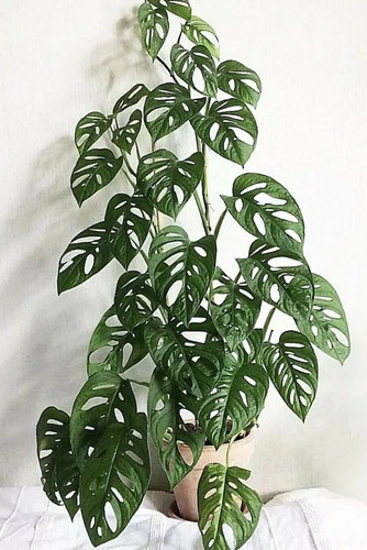 online plant bazar green philode.jpg