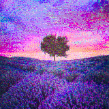 a lonely tree amongst the lavender
