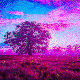 lonely tree