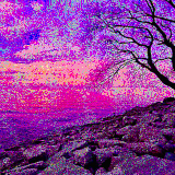 tree shore