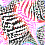 zebra bubblegum