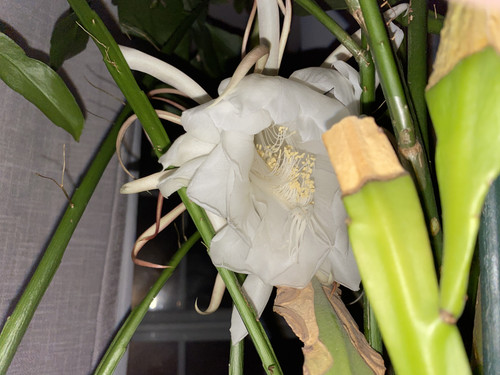 IMG 0995.jpg
