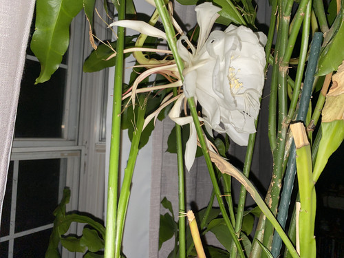 IMG 0991.jpg