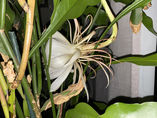 IMG 0993.jpg