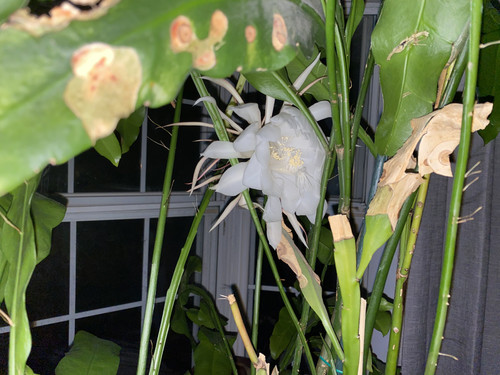 IMG 0989.jpg