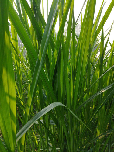 napier grass cultivation methods.jpg