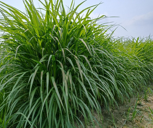 500 co4 ss 500 naturalagrocare o.jpg