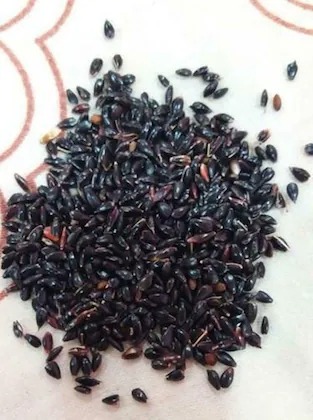 green india super napier grass s.jpg