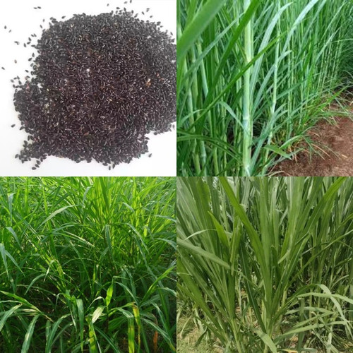 1550 american 5g napier grass se.jpg