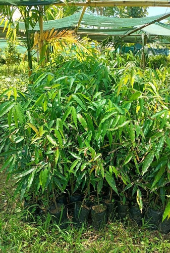 product jpeg (1).jpg