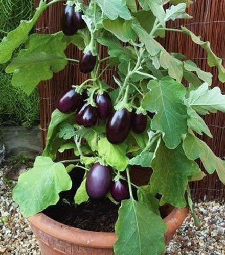 700 bg13 brinjal baingan vegetab.jpg