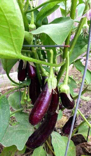 41 d25f1 brinjal seeds bdsresolv.jpg
