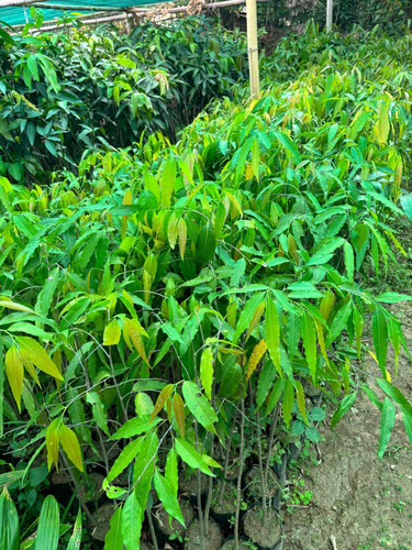 ashoka tree plant.jpg