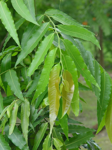 green debdaru plant.jpg