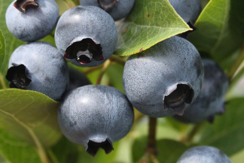 30 rare european bush blueberry.jpg