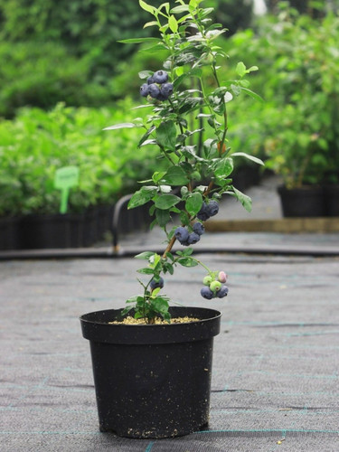 blueberry plant.jpg