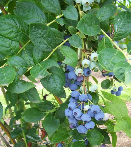 b grade blueberry fruit plant.jpg