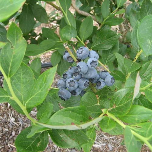 blueberry plants for planting.jpg