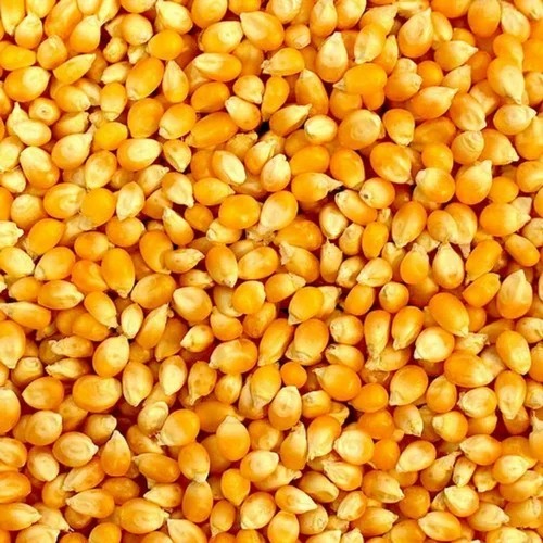 yellow corn seeds 500x500.jpg