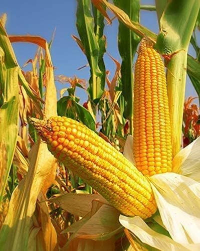 100 hua ix field corn seeds yell.jpg