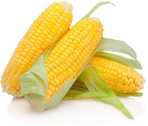 100 puas x sweet corn seeds 25g.jpg