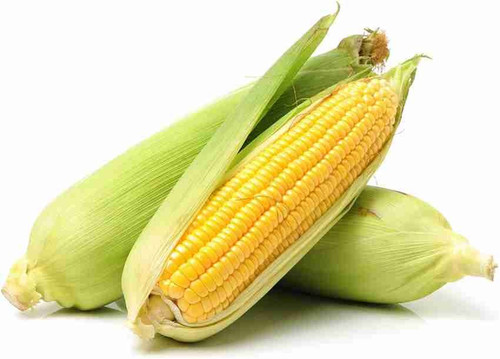 250 hardy yellow corn seeds 250.jpg