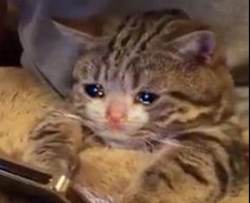 Screenshot 2025 07 05 2.18.50 PM.png