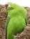 Parrot-party (1).gif