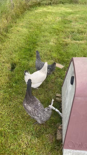 sh KymG70YqCiLWI.jpg