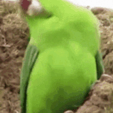 parrot party.gif