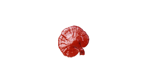 Ganoderma.png