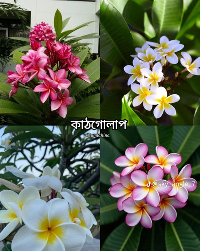 file 11727.jpg