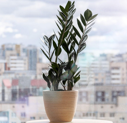 Zamioculca Raven.png