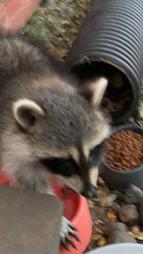 9pCwAbfelGuOhY0o.jpg