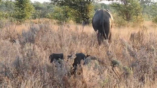 IP4odKAP pqaHwlM.jpg